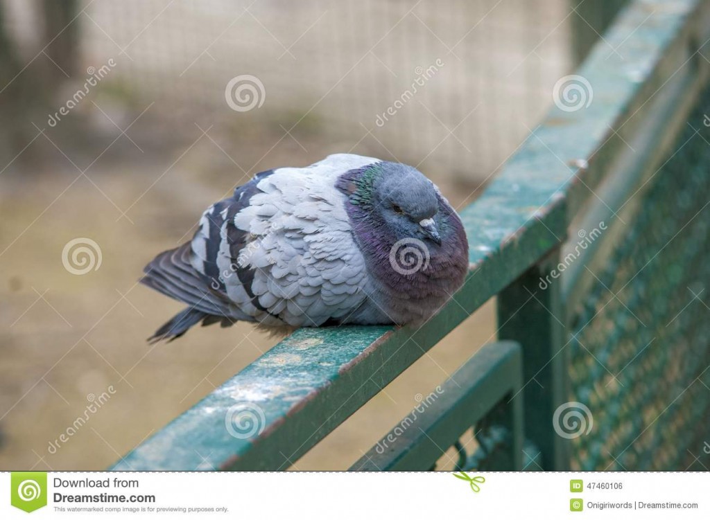 sick-pigeon-picture-tired-resting-balaustrade-47460106