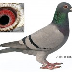01654-11-855