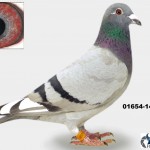 01654-14-1138 Kopie (1)