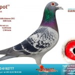 03-6192777_duif_layout_4598