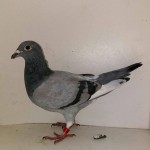 0487 poza
