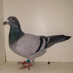 052 poza