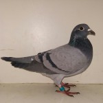 054 poza