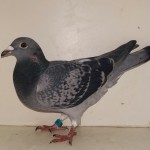 084 poza