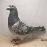 101253-09