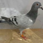 151-poza