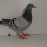 216 albastru