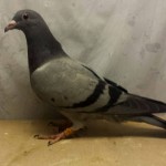 226 poza