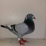 2933 poza