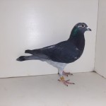 319 poza buna