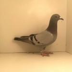 369 albastru
