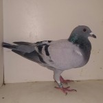 372 poza