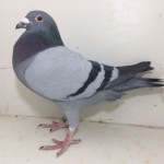 464-15