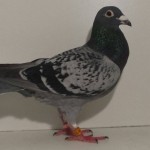 490 poza