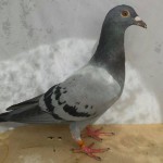 499-poza