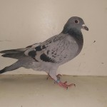 502 guta