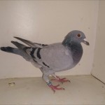 524 albastra