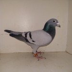 531 poza