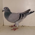 551 poza
