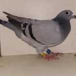 570 poza