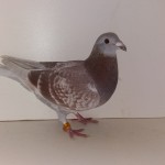 571 poza buna