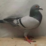 586 poza