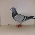 6350 poza