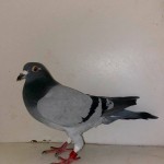 6359 poza