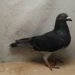 770 poza