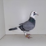 782-poza2.jpg