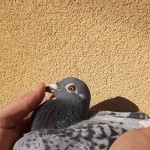 856 ochi