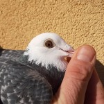 863 ochistanga
