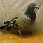864 poza