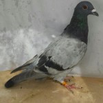 869-poza