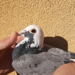 872 ochi