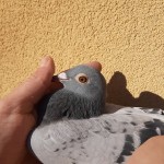 876 ochi