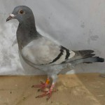 880-poza