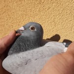 882 ochi
