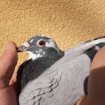 887 ochi