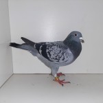 994 poza