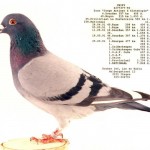 Chipy_6277377_90