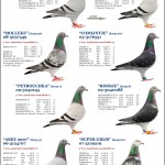 DD2011-48_Cools-2