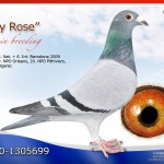 Daily Rose