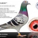 Gilbert