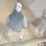 IMG_0504 (Large)