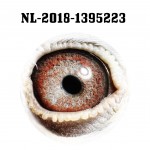 NL 2018-1395223 eye