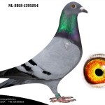 NL 2018-1395254