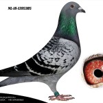 NL 2018-1395305