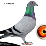 NL 2018-1395359