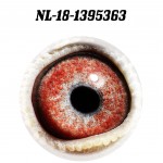 NL 2018-1395363 eye